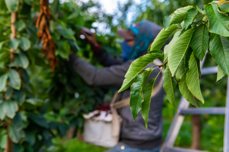 Migrant and Seasonal Worker Protection Act (MSPA)